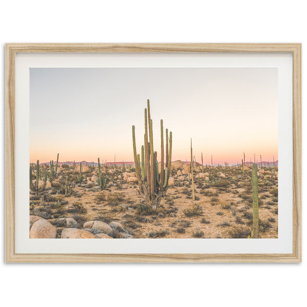 a picture of a desert with cactus trees