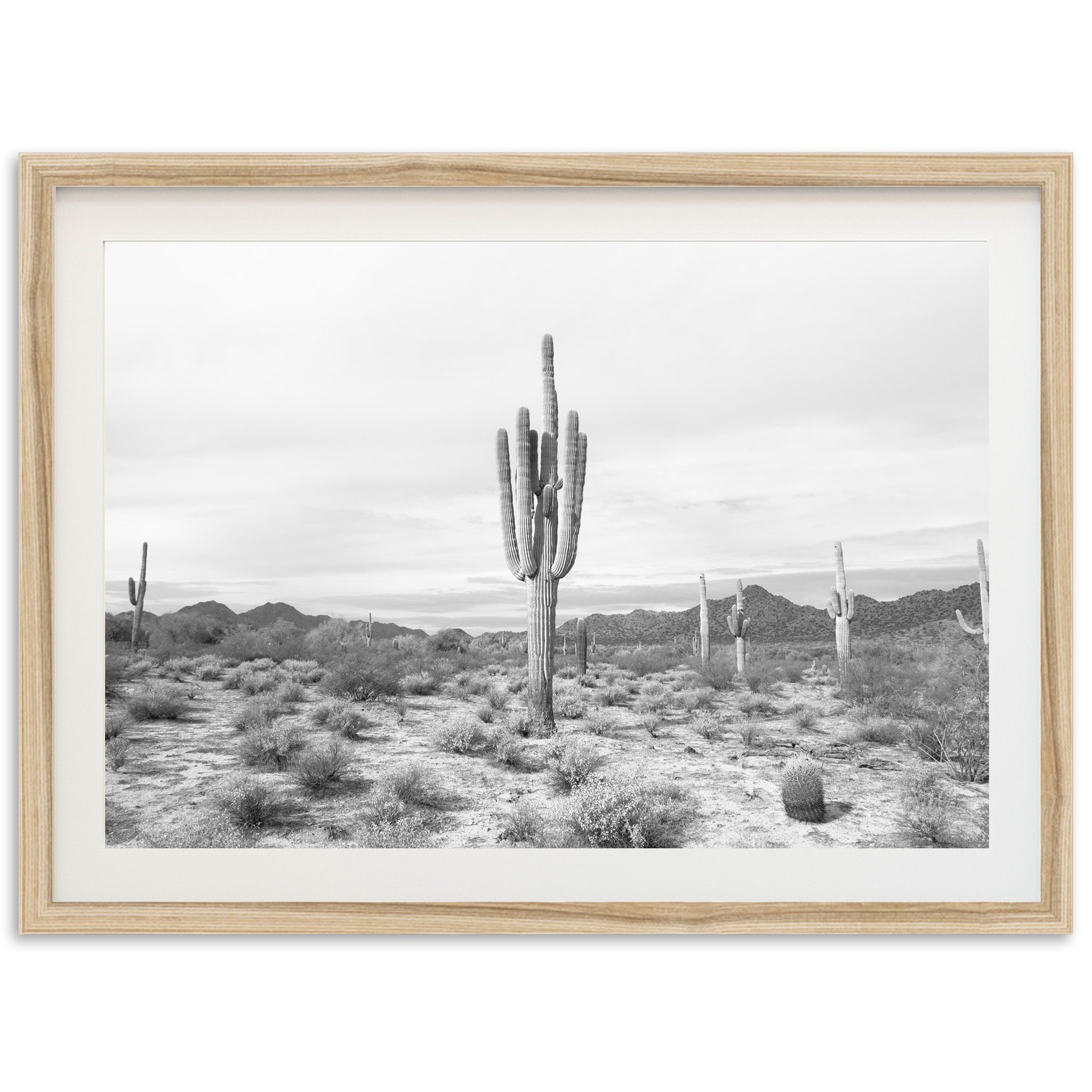 a black and white photo of a cactus in the desert