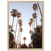 a picture of a palm tree lined street