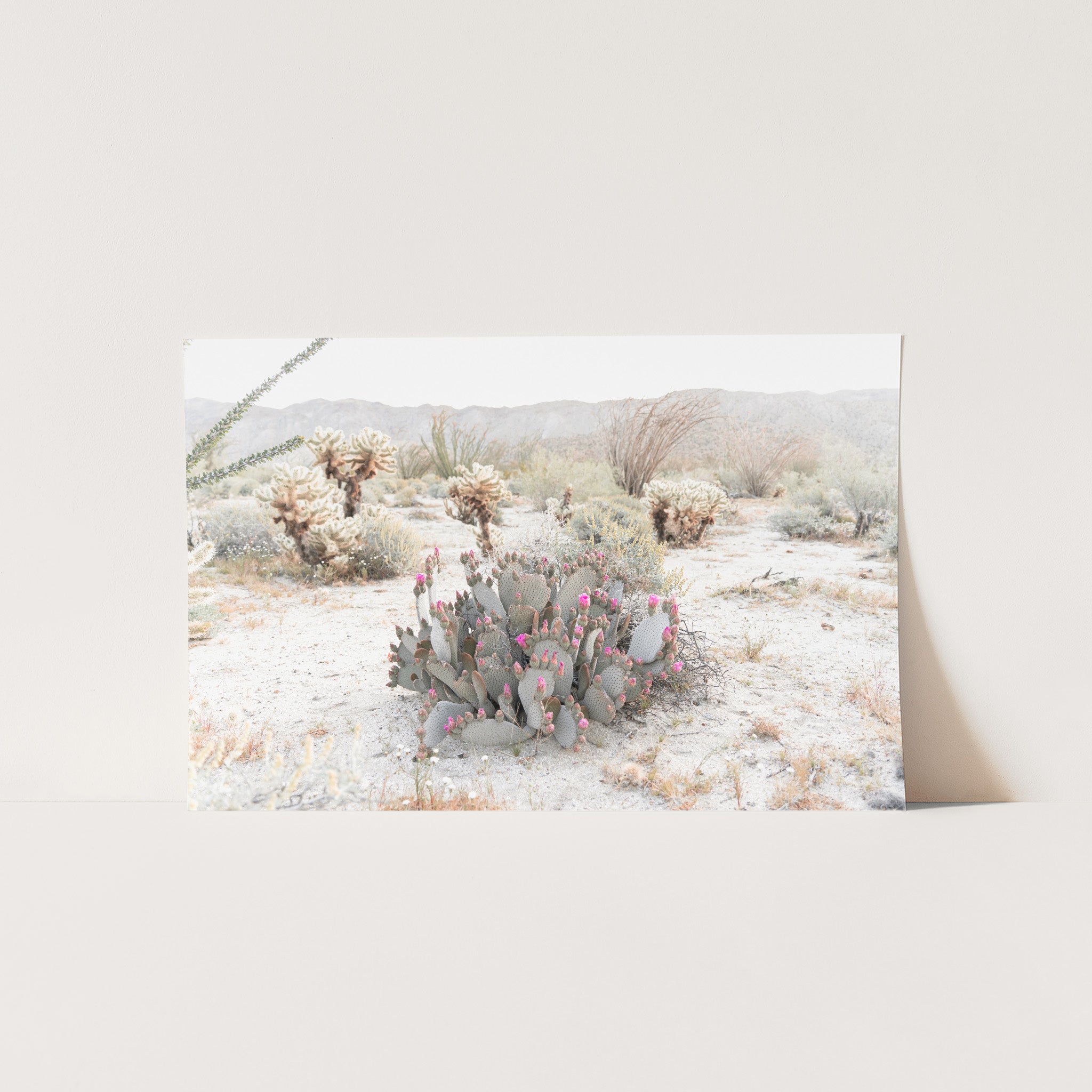 a picture of a cactus in the desert