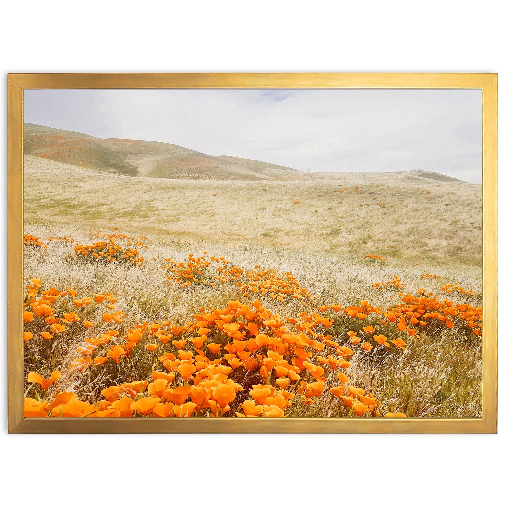 a picture of a field of flowers with hills in the background