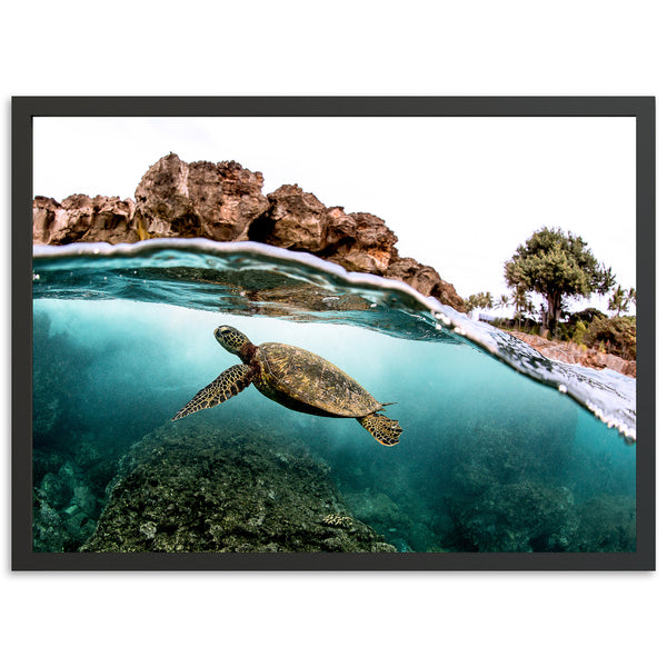 a picture of a turtle swimming in the ocean