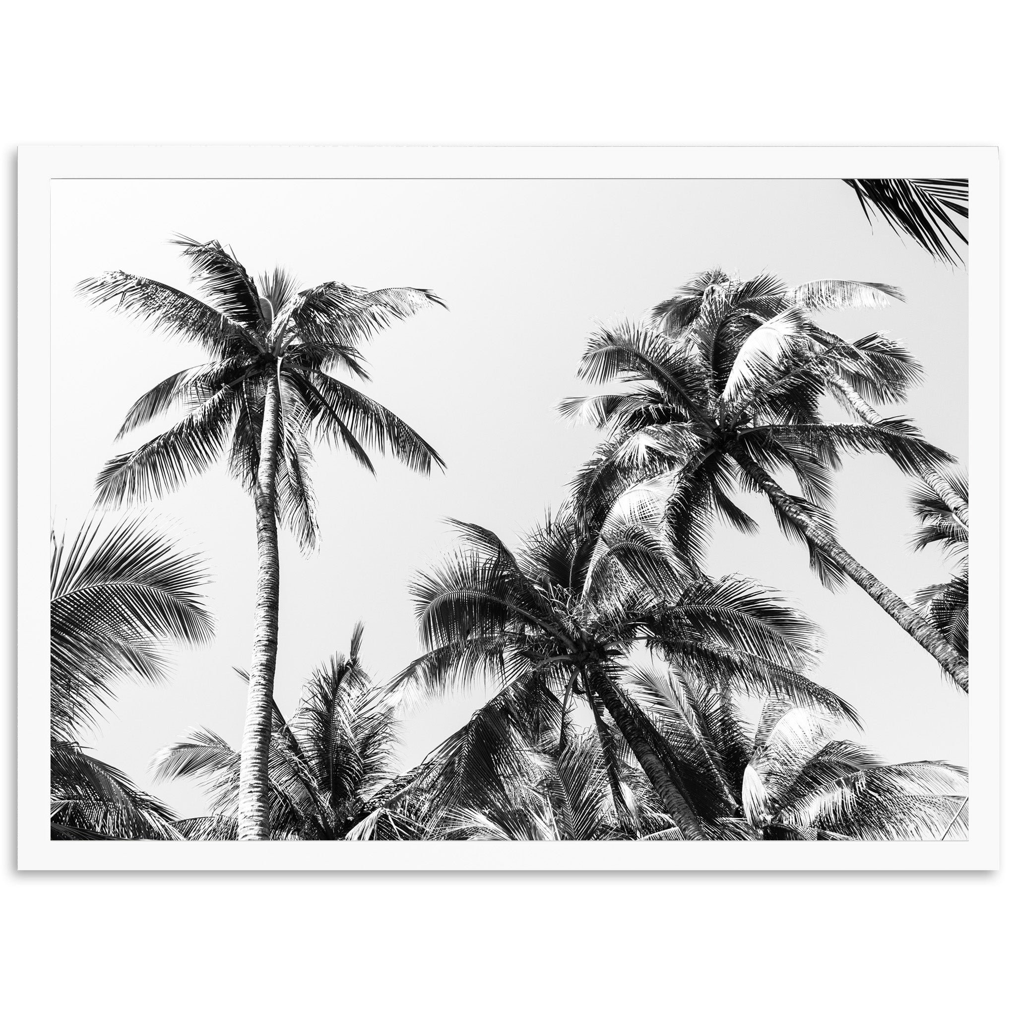 a black and white photo of palm trees