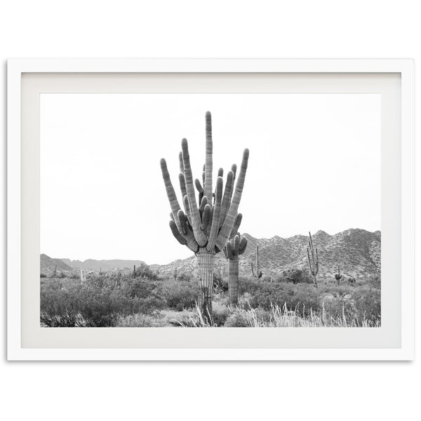 a black and white photo of a cactus