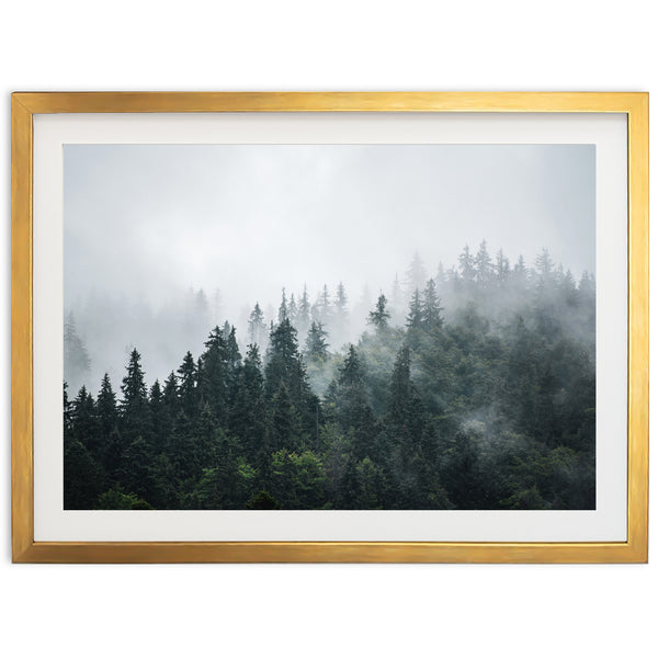 a picture of a forest in the fog