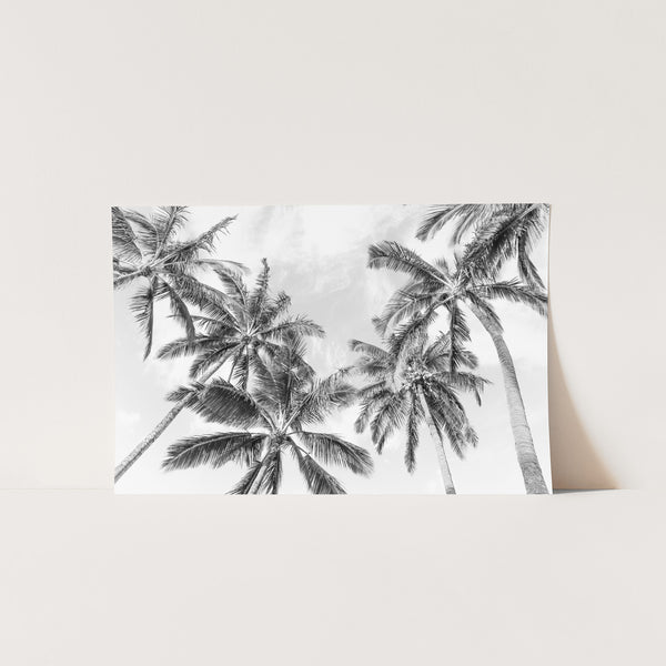 a black and white photo of palm trees