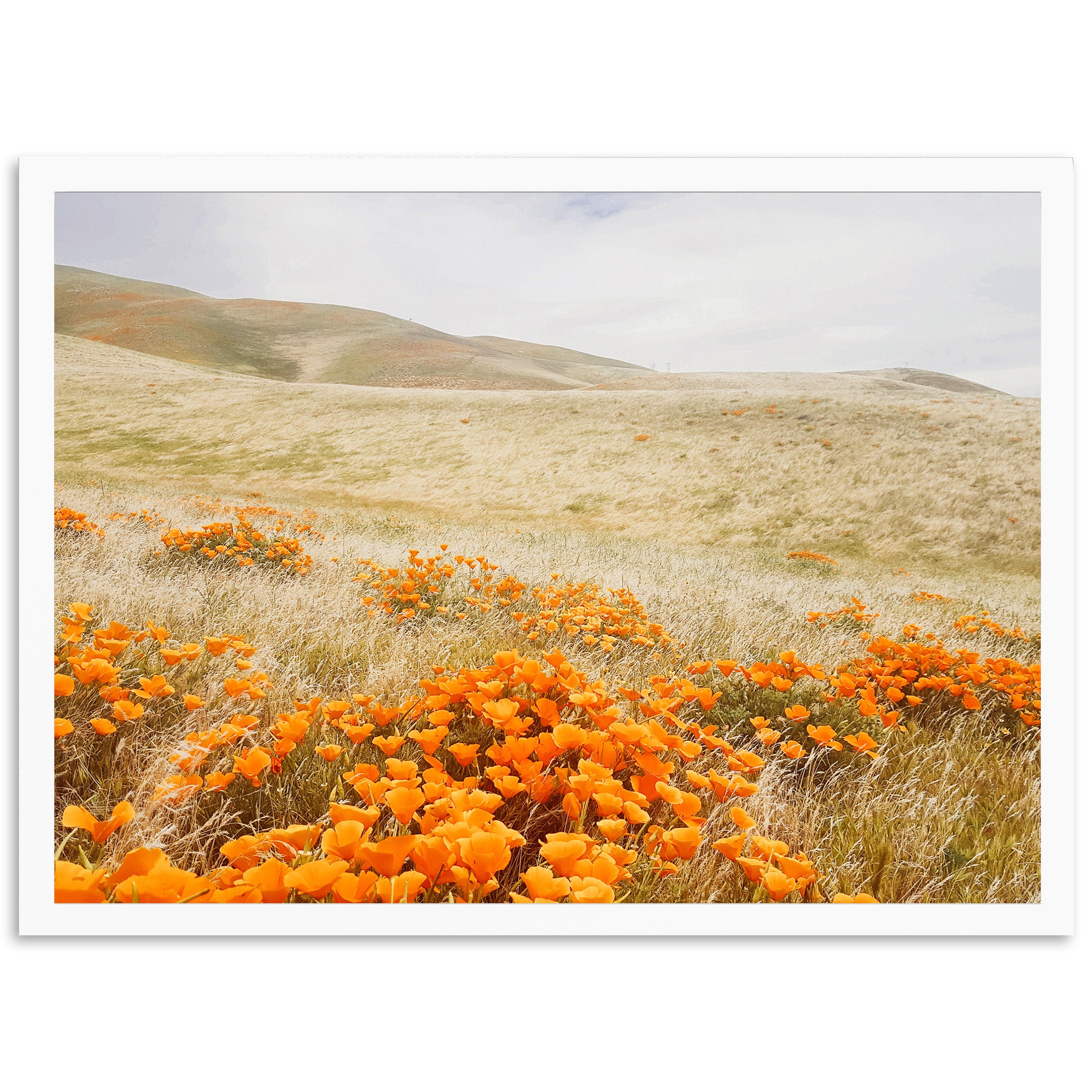 a field of orange flowers with hills in the background