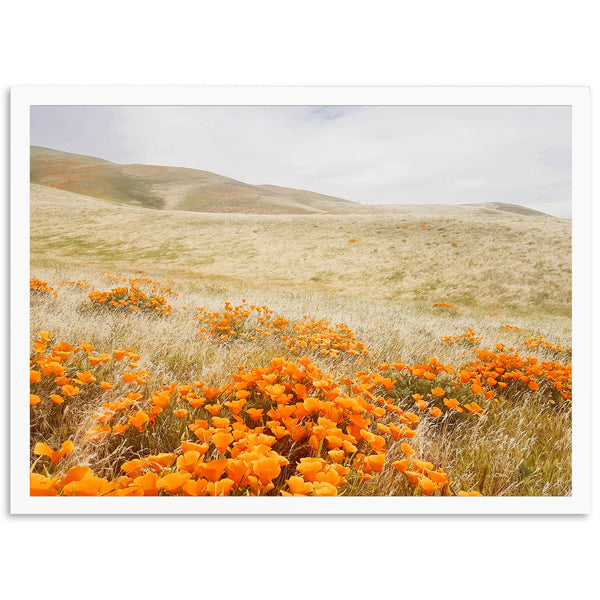 a field of orange flowers with hills in the background