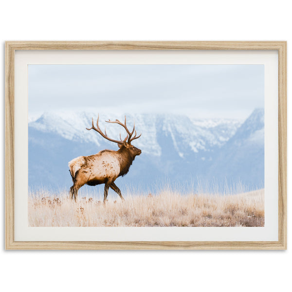 a picture of a deer in a field with mountains in the background