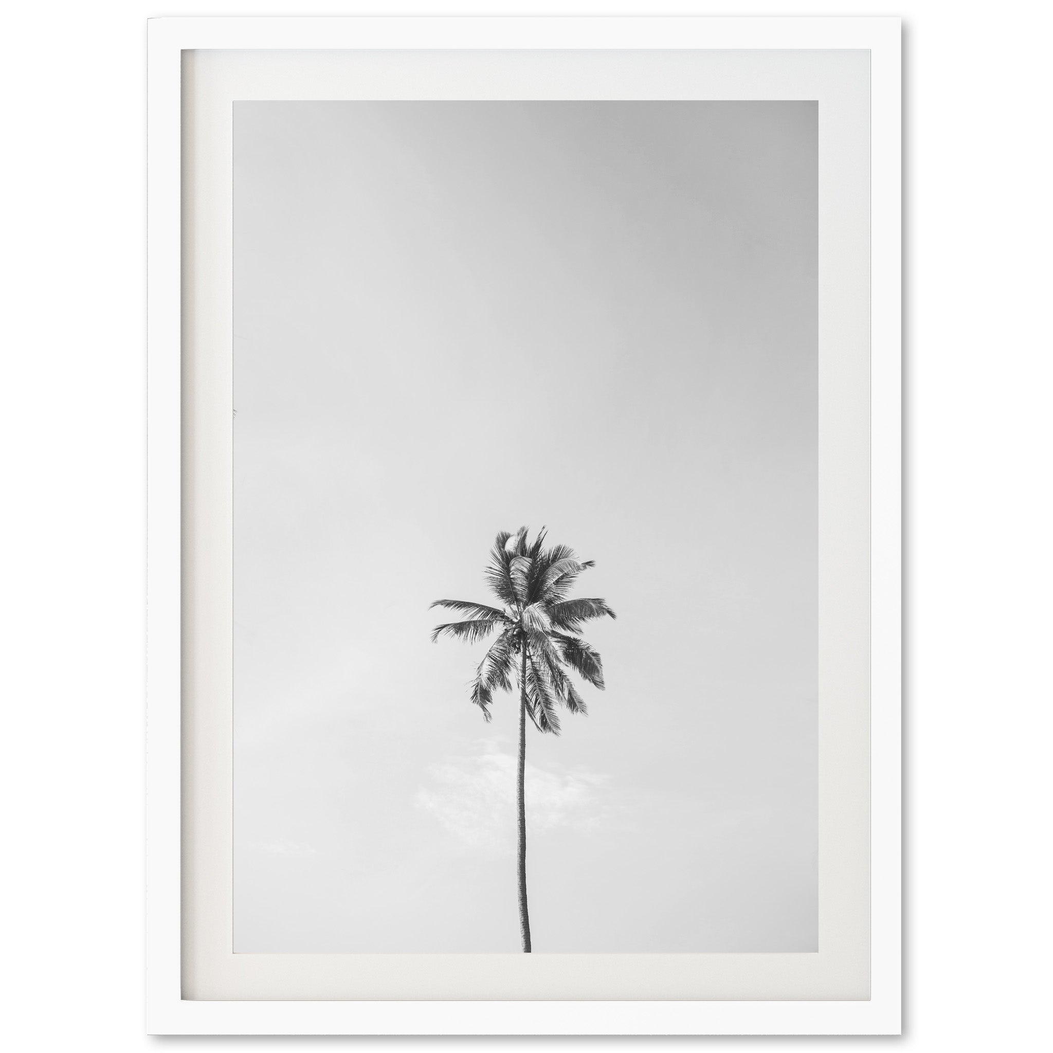 a black and white photo of a palm tree