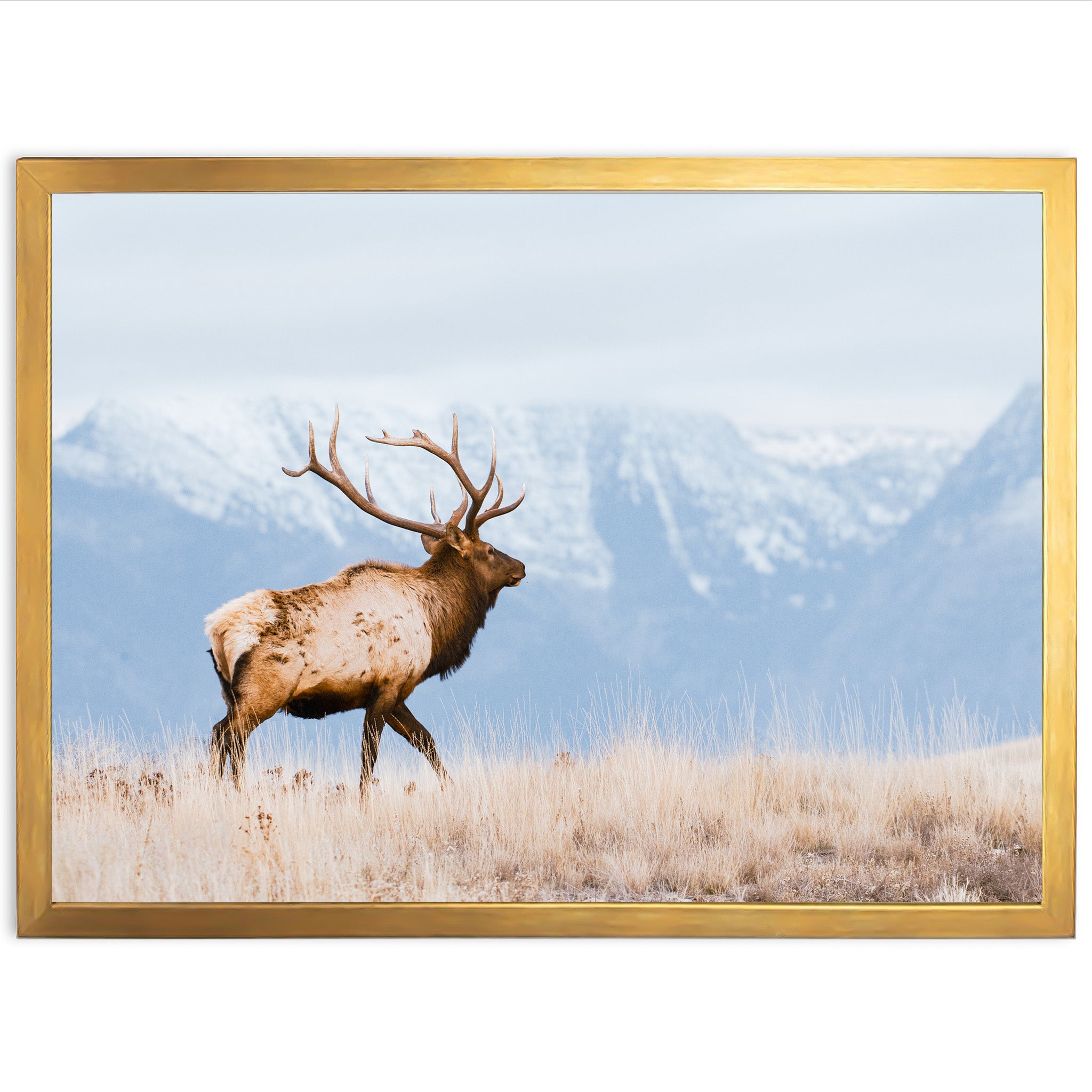 a large elk standing on top of a dry grass field