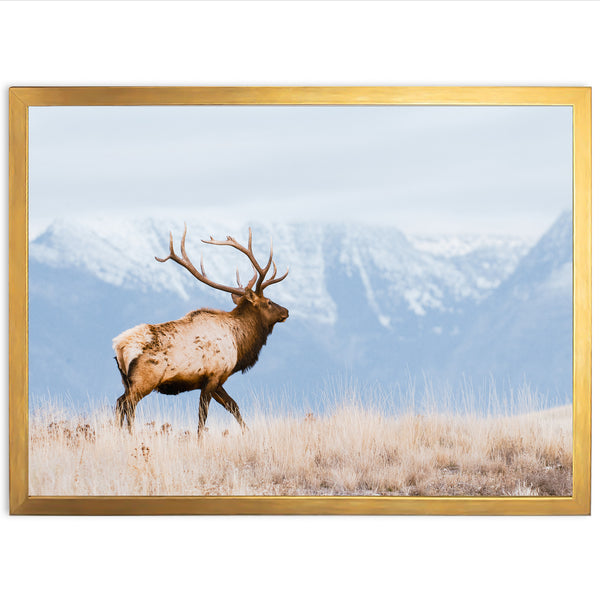 a large elk standing on top of a dry grass field