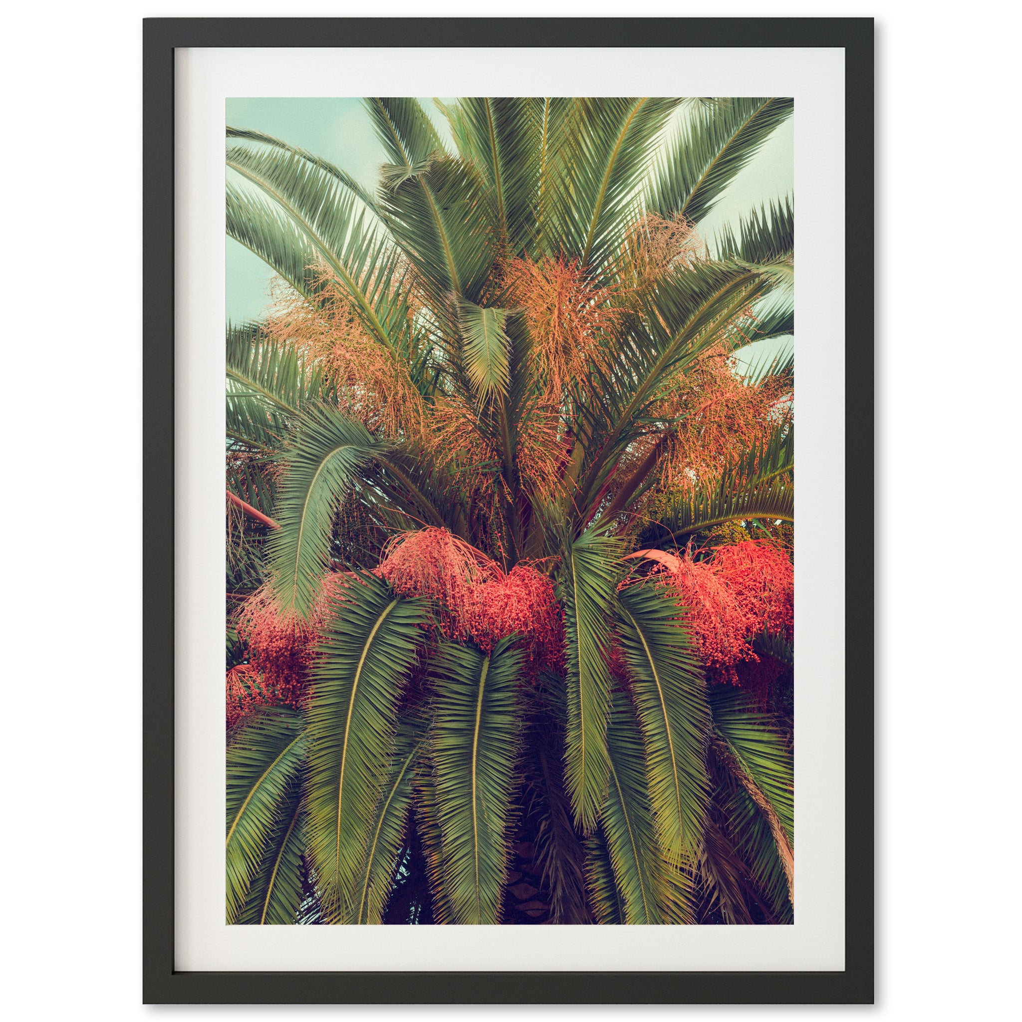 a picture of a palm tree with red flowers