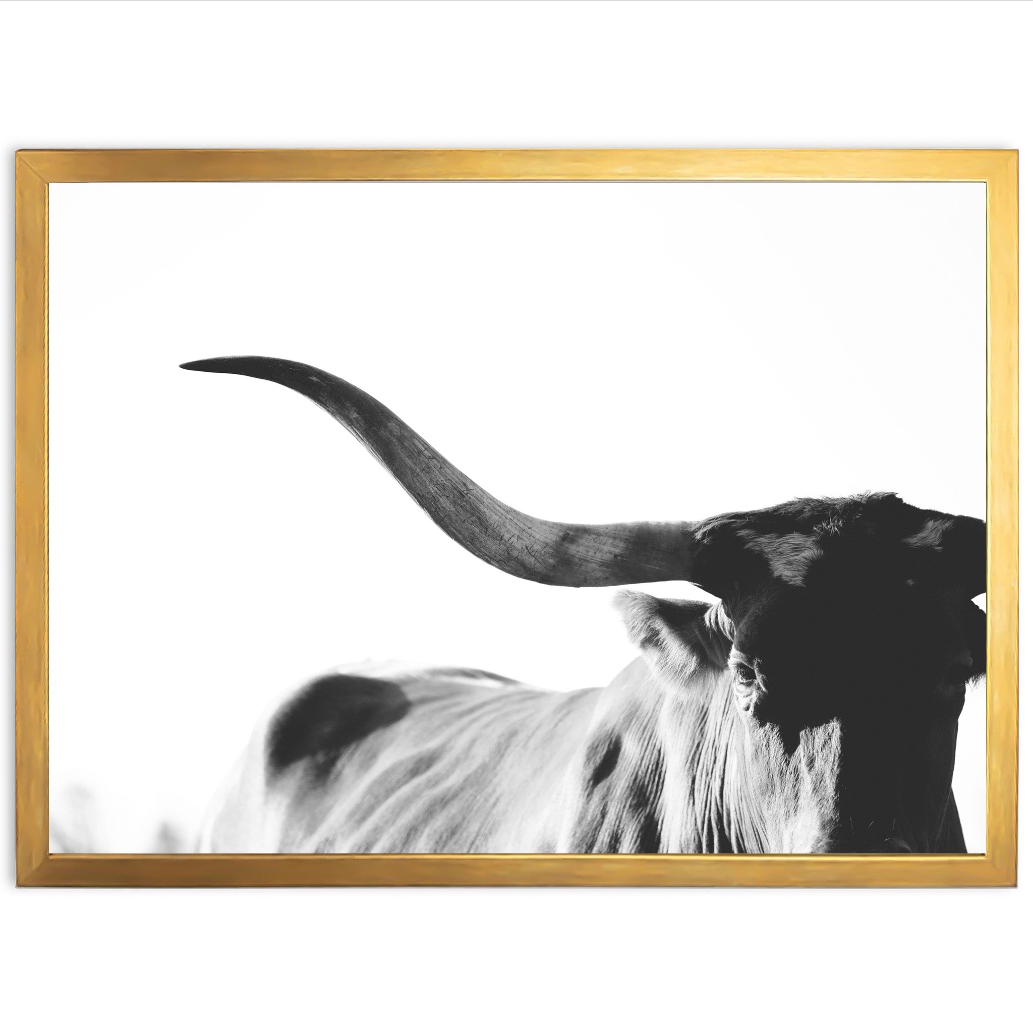 a black and white photo of a long horn steer