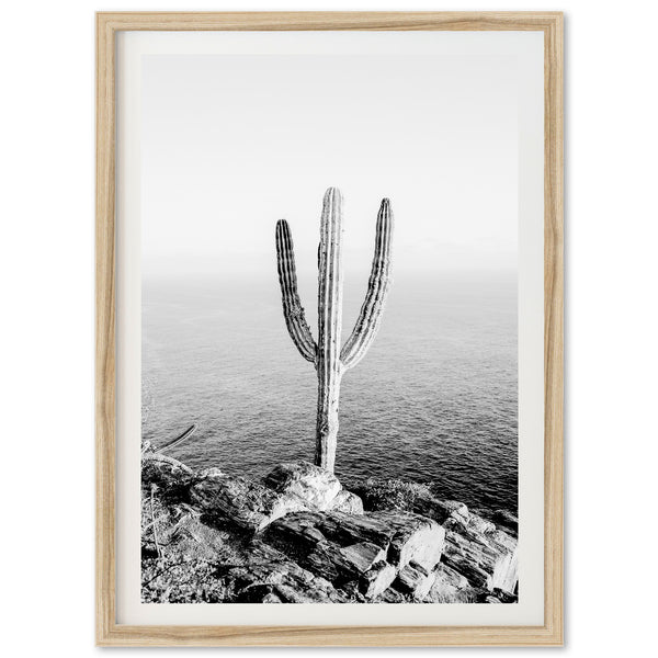 Beach Cactus II