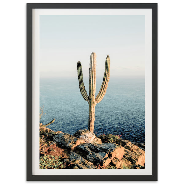 Beach Cactus