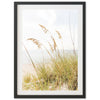 Sea Oats