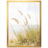 Sea Oats