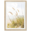 Sea Oats