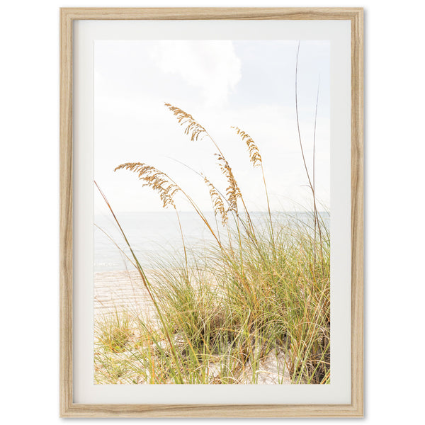 Sea Oats