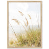 Sea Oats