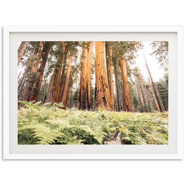 Wild Sequoia