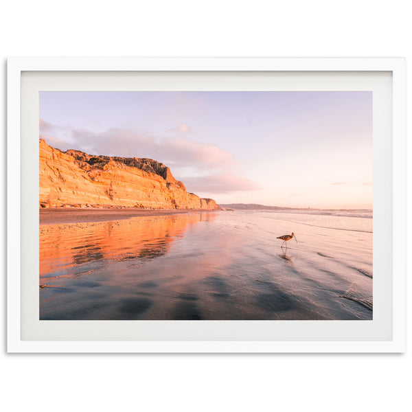 Shorebird