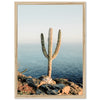 a picture of a cactus on a rocky cliff by the ocean