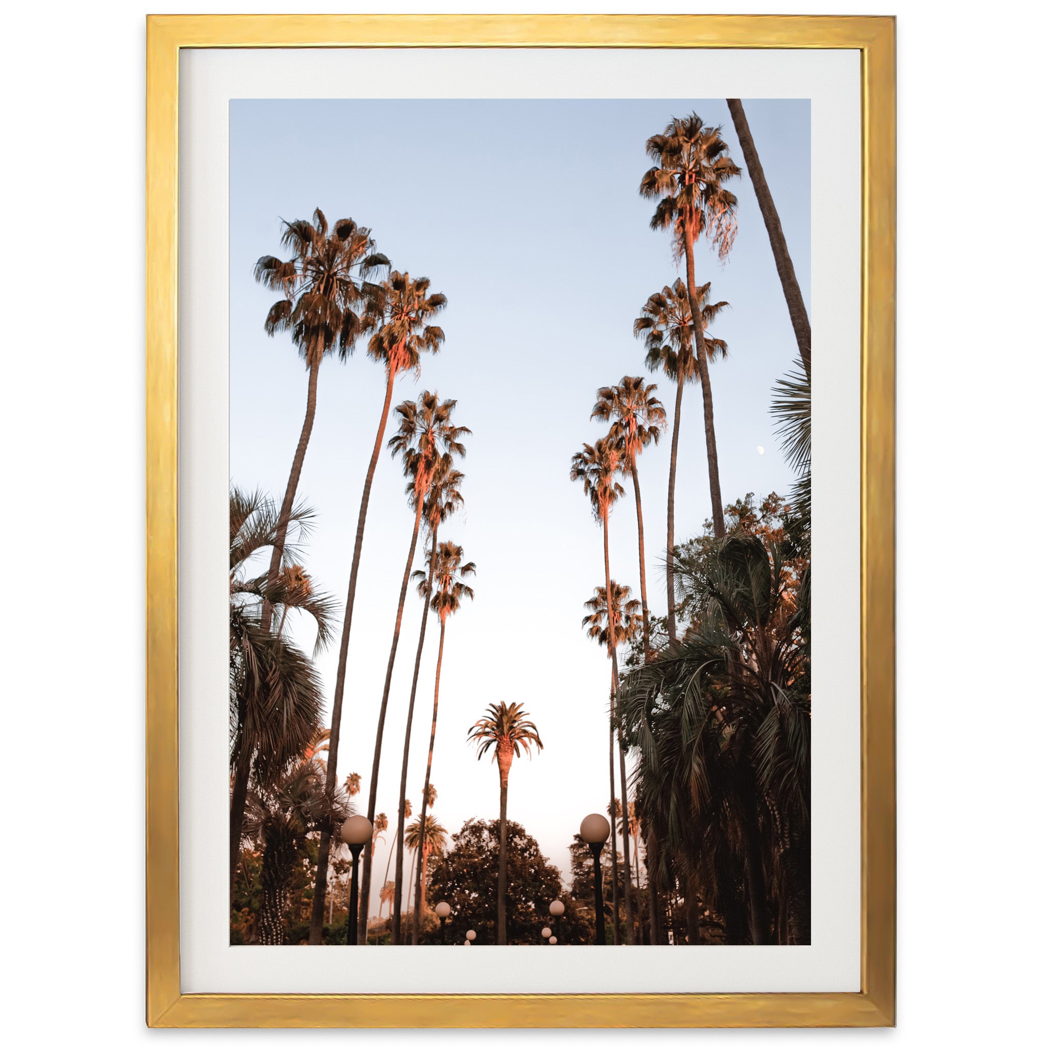 a framed photograph of palm trees against a blue sky