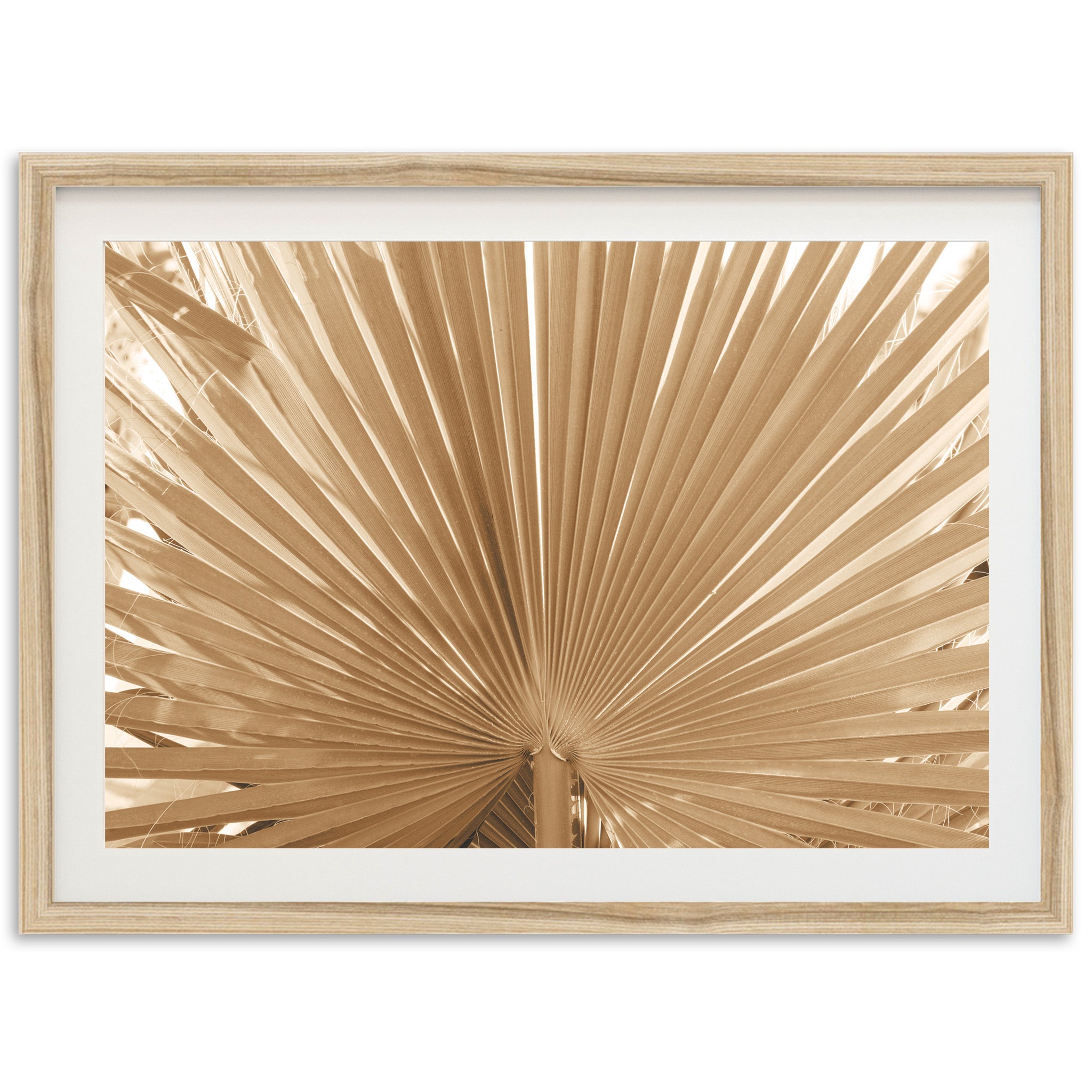 a framed photograph of a palm leaf