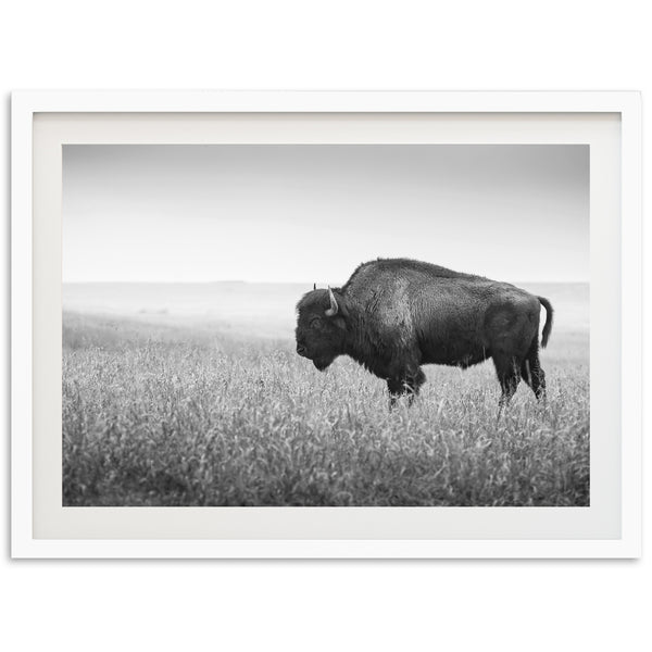 a black and white photo of a bison in a field