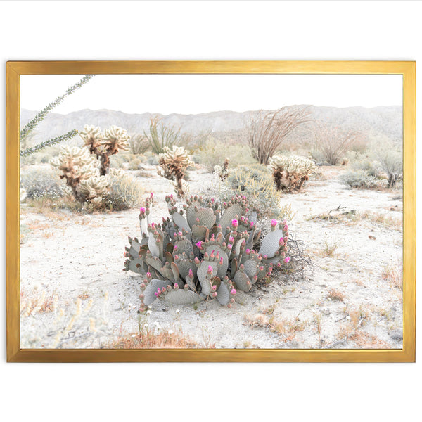 a picture of a cactus in the desert