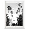 a black and white photo of palm trees