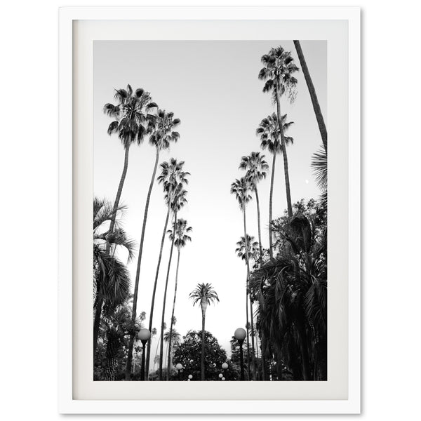 a black and white photo of palm trees