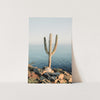 a picture of a cactus on a rock by the ocean