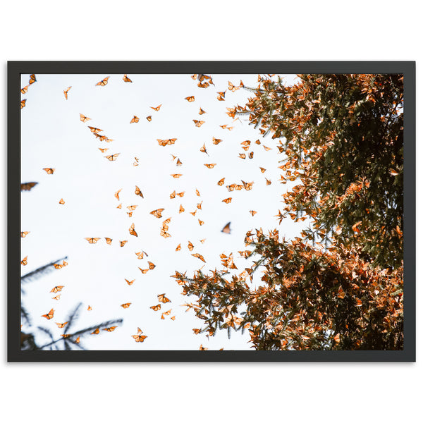 a picture of a bunch of butterflies flying in the air