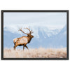 a large elk standing on top of a dry grass field