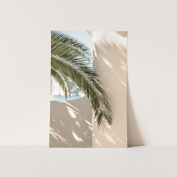 a palm tree casts a shadow on a wall