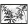 a black and white photo of palm trees