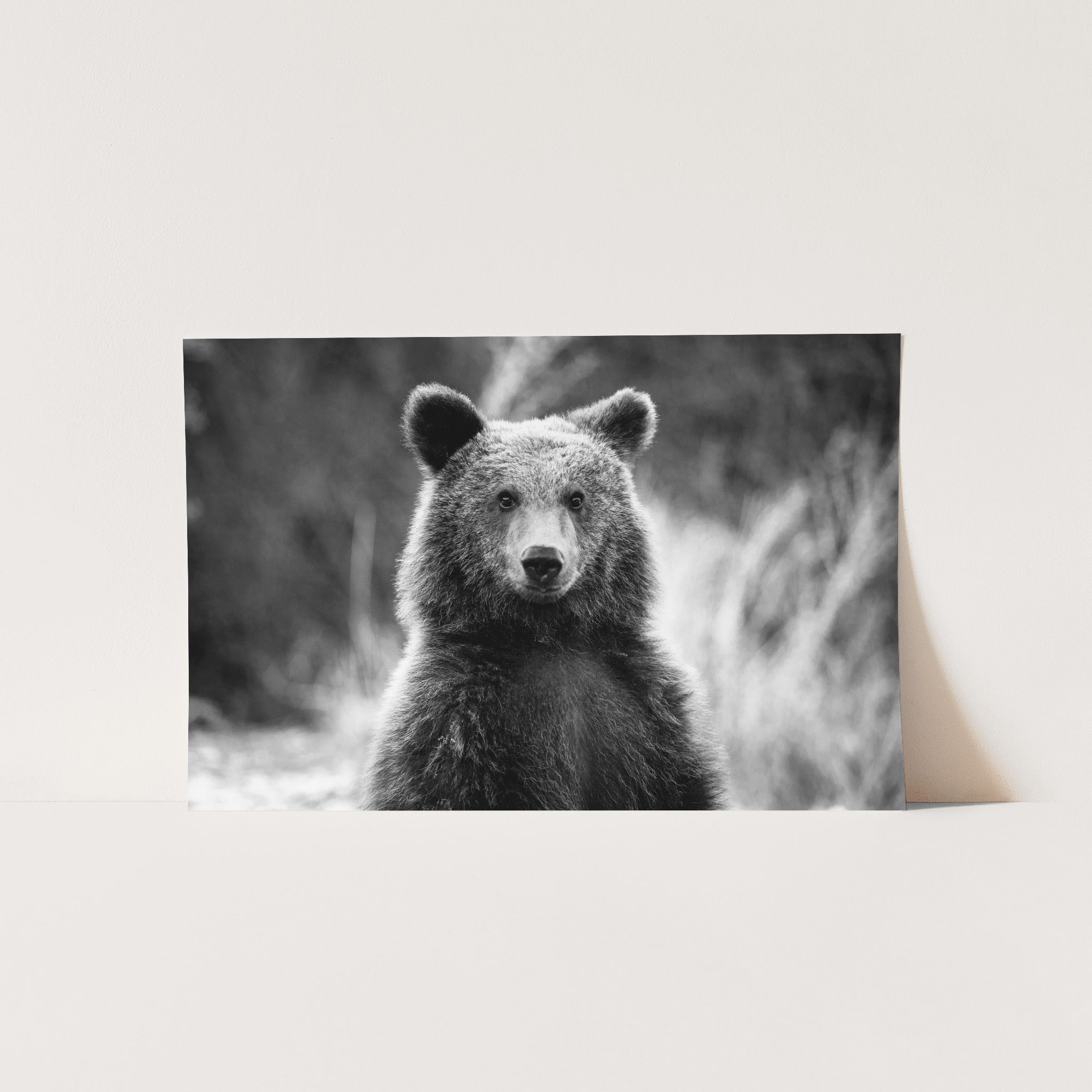 a black and white photo of a bear