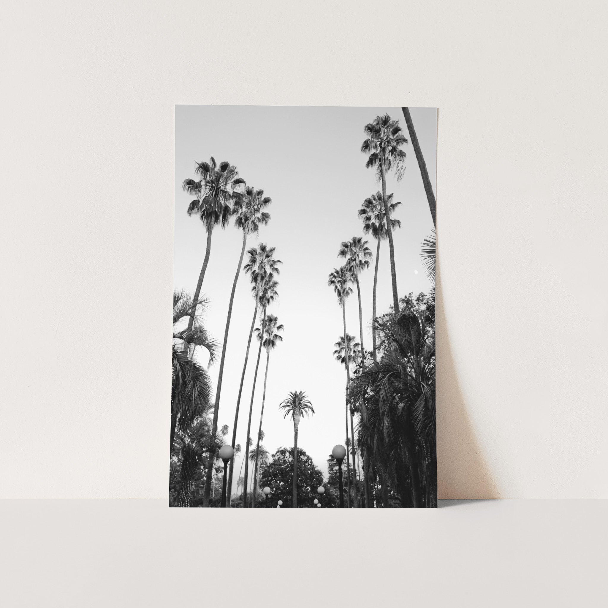 a black and white photo of palm trees