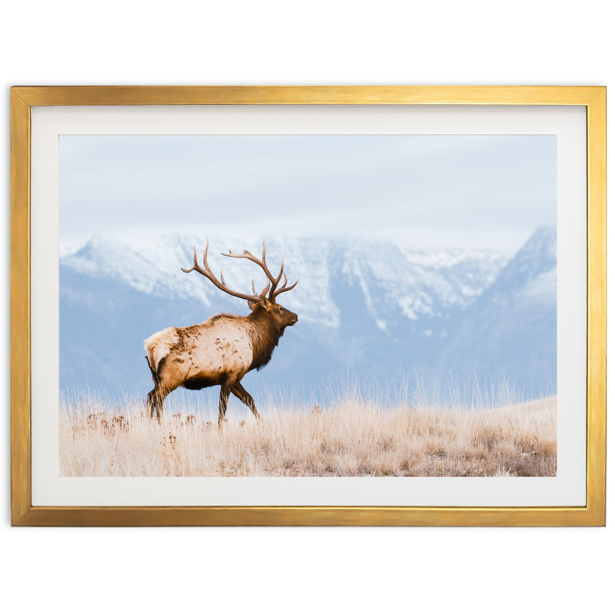 a picture of an elk in a field with mountains in the background