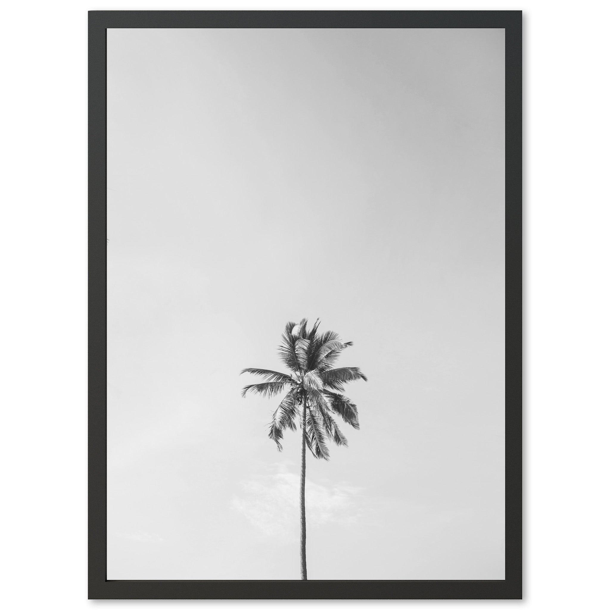 a black and white photo of a palm tree