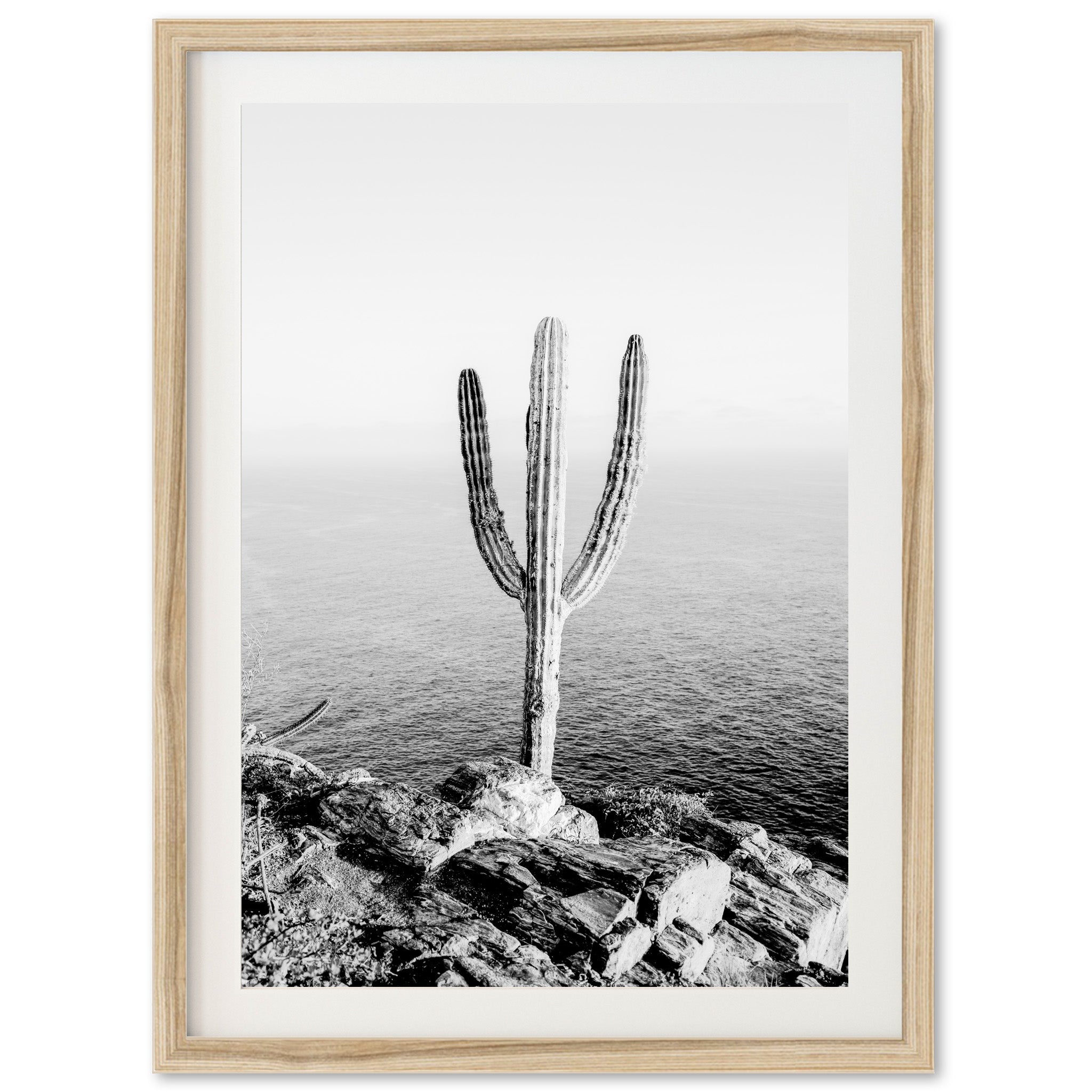 a black and white photo of a cactus by the ocean