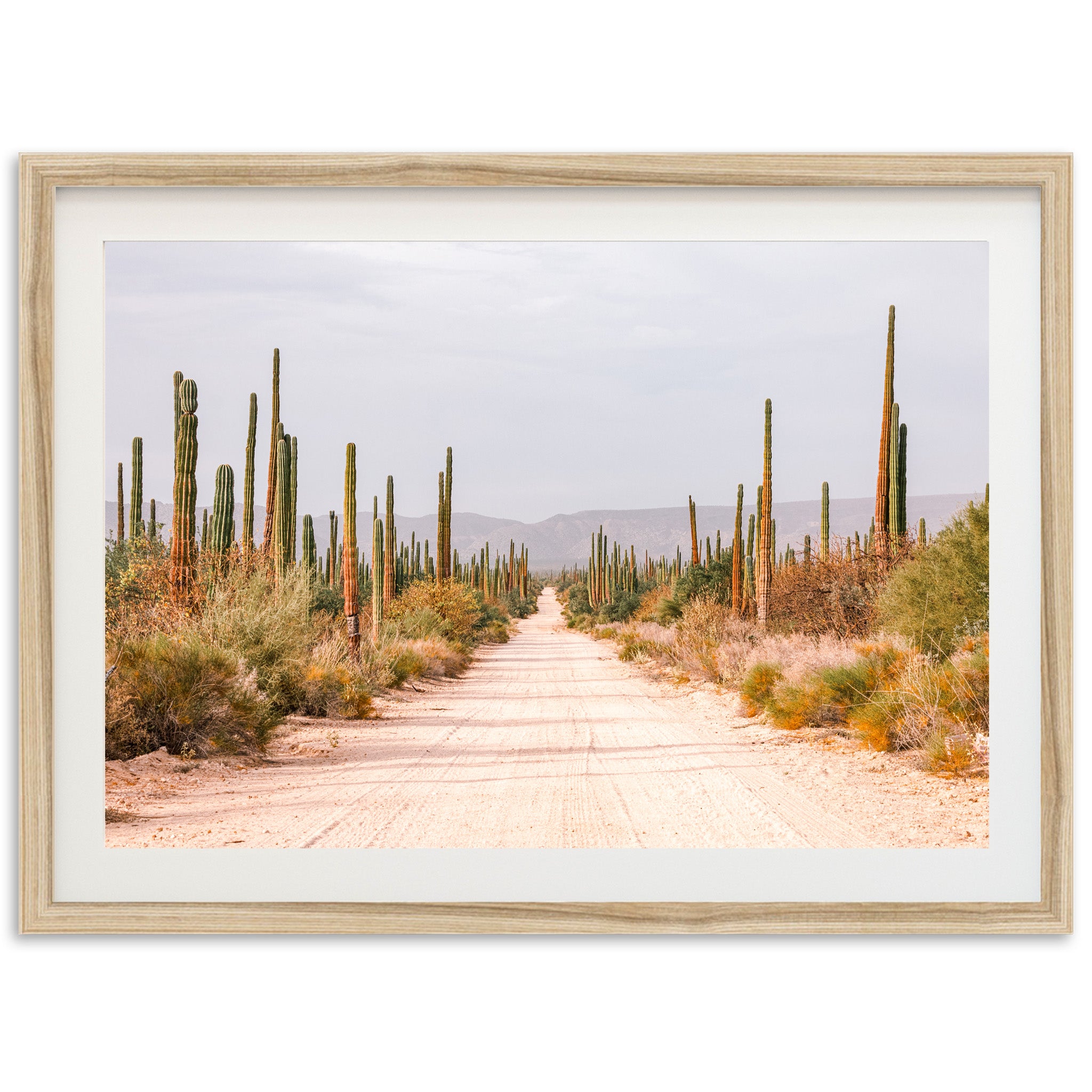 a dirt road surrounded by tall cactus trees