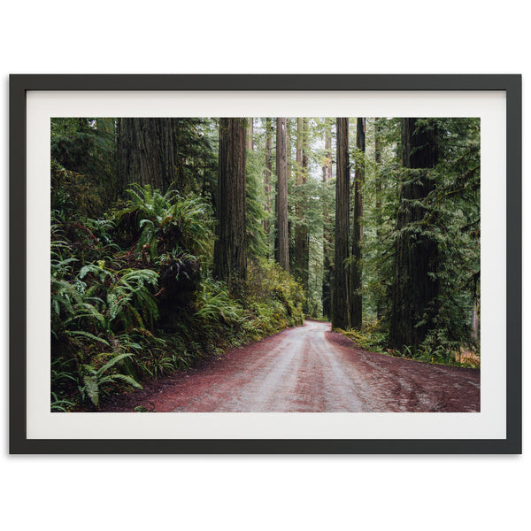 a picture of a dirt road in a forest