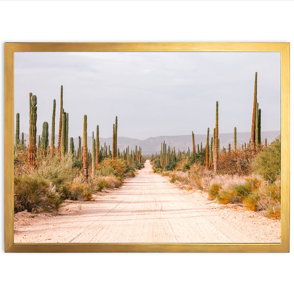 a dirt road surrounded by tall cactus trees