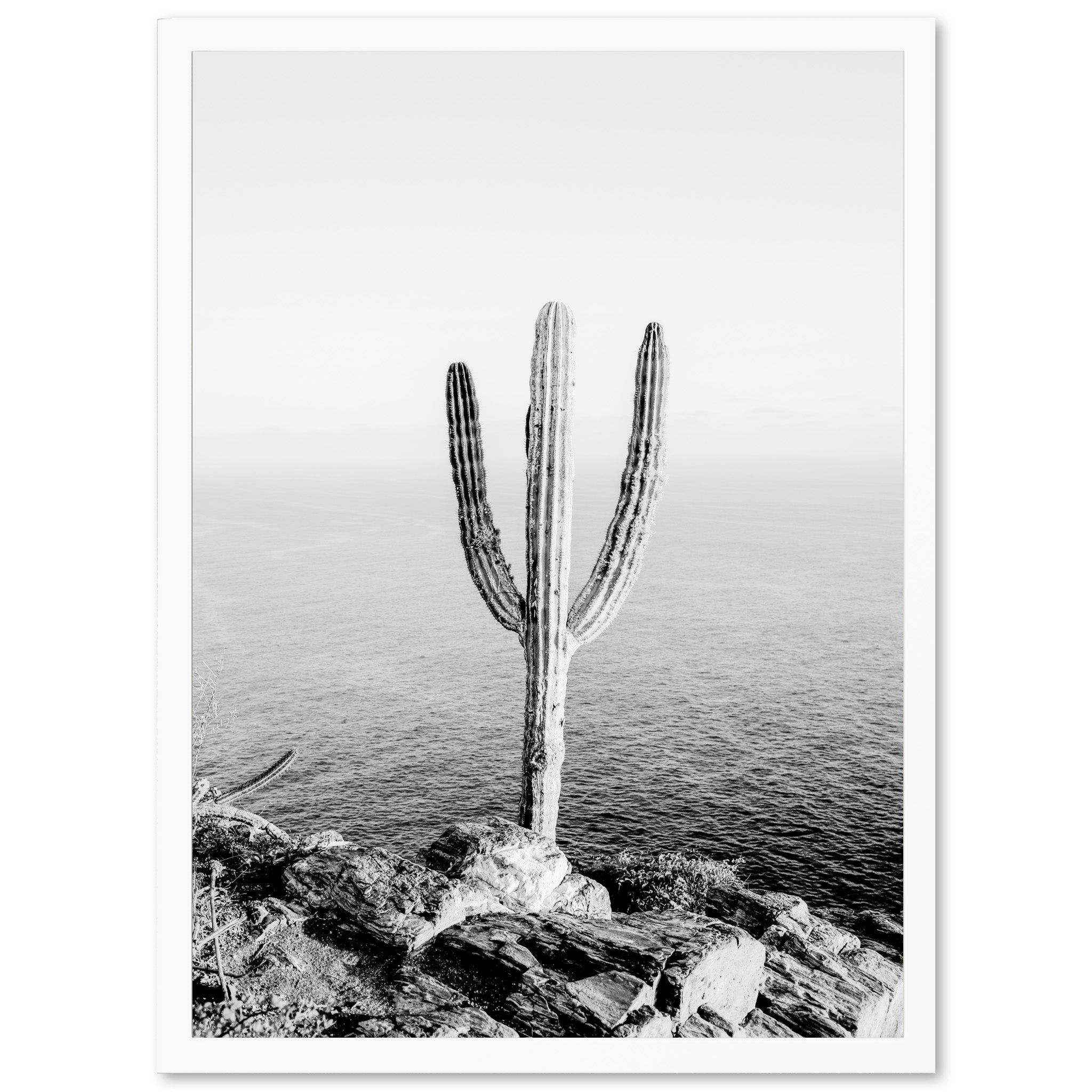 a black and white photo of a cactus by the ocean