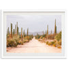 a dirt road surrounded by tall cactus trees