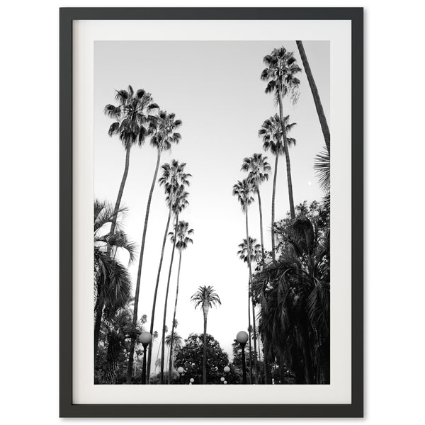 a black and white photo of palm trees